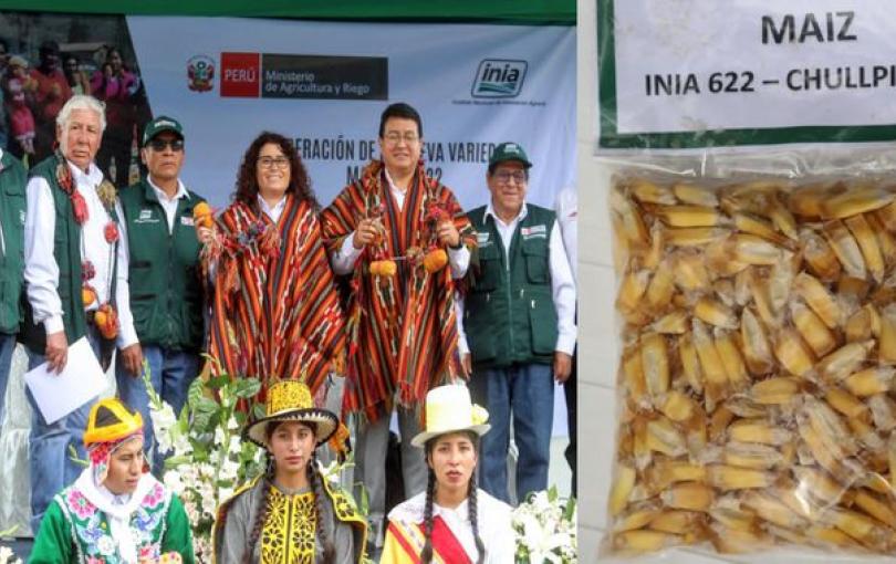 Agricultura entrega nueva variedad de maíz que duplicará producción en Cusco.