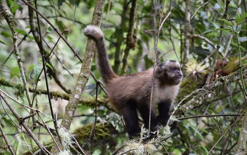 Mono capuchino avistado en Machu Picchu por vez primera.