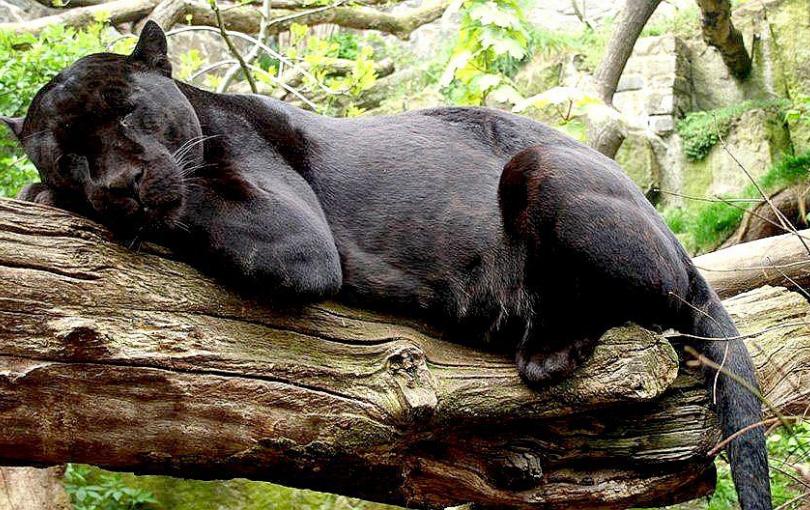 Cámaras trampa captan un jaguar negro en plena selva de Cusco