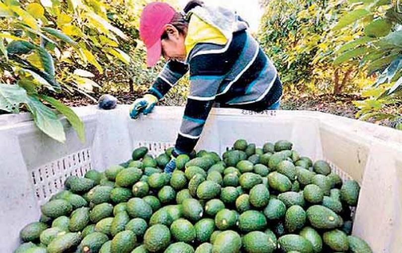 Palta de Limatambo Cusco