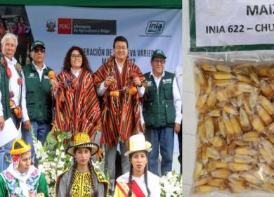 Agricultura entrega nueva variedad de maíz que duplicará producción en Cusco.